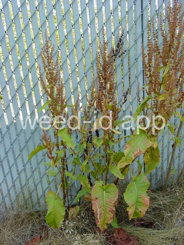 dock, broadleaf